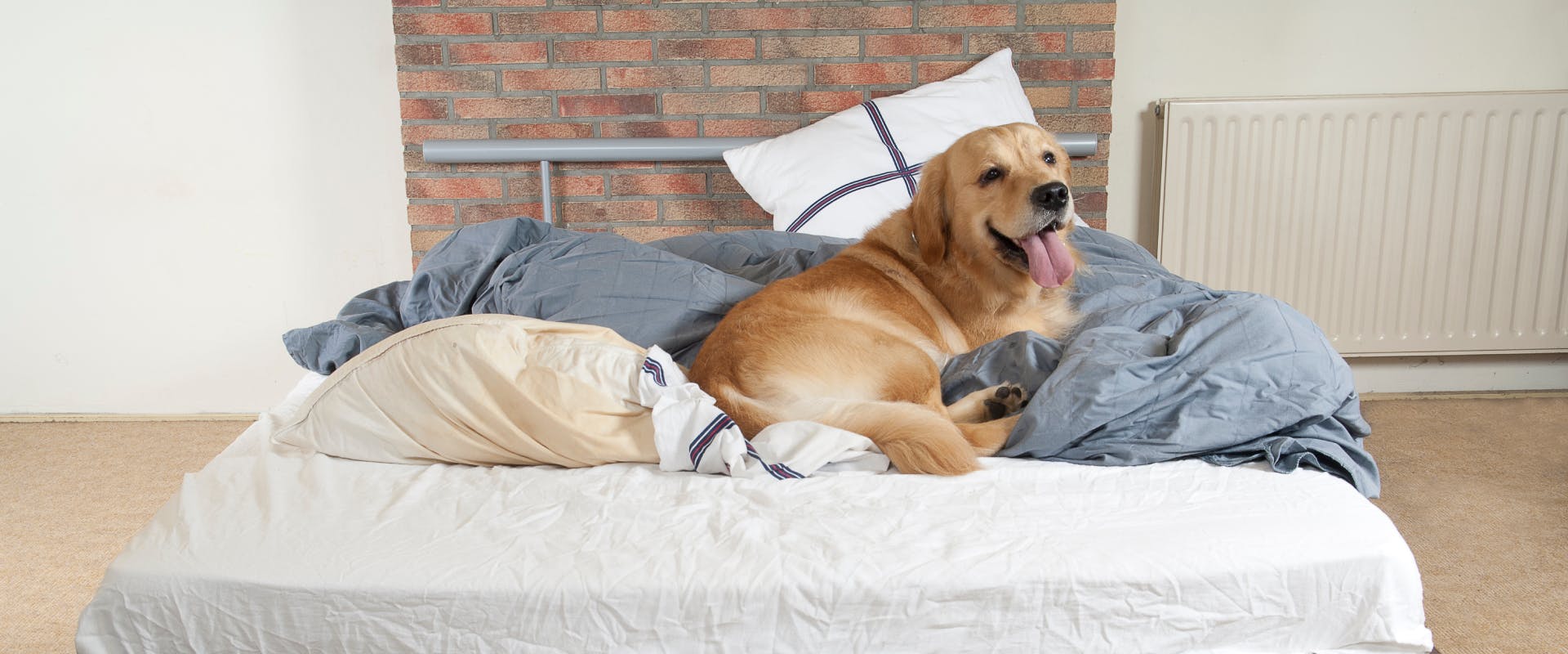 Dogs should not sleep in your bed outlet